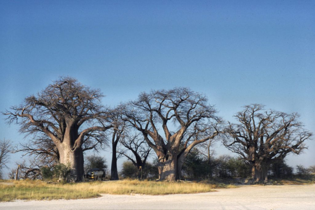 Makgadikgadi Pans National Park, Botswana