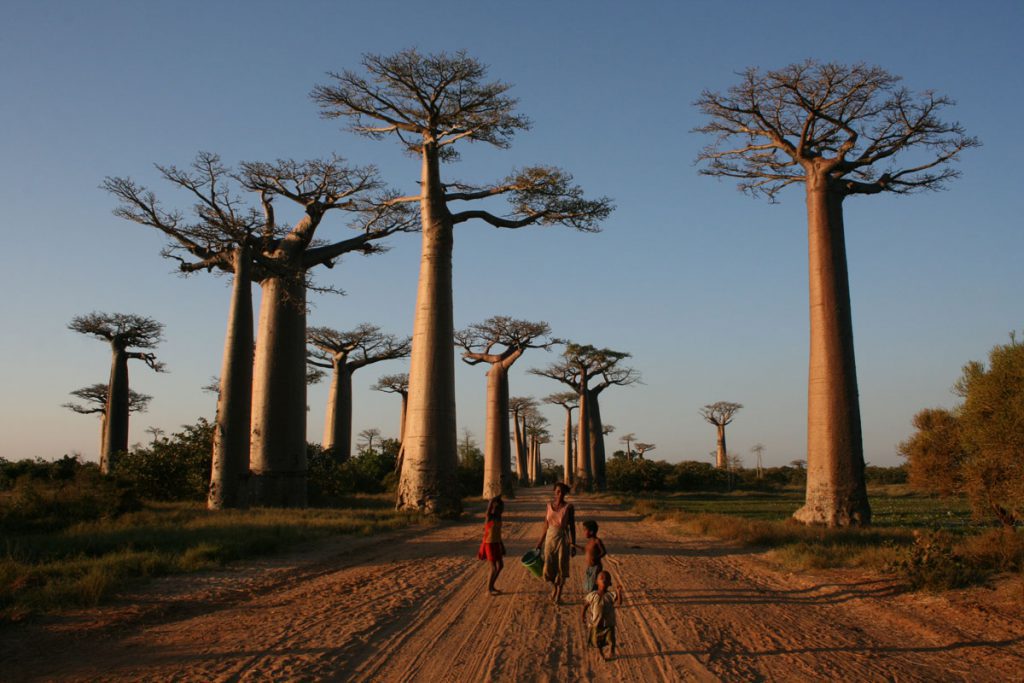 Avenue of the Baobabs, Madagascar