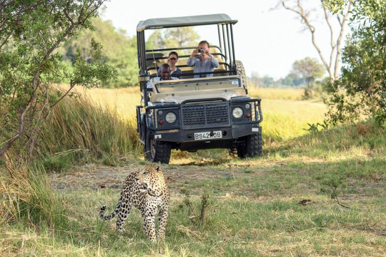 The Best Time to Visit Botswana for a Safari