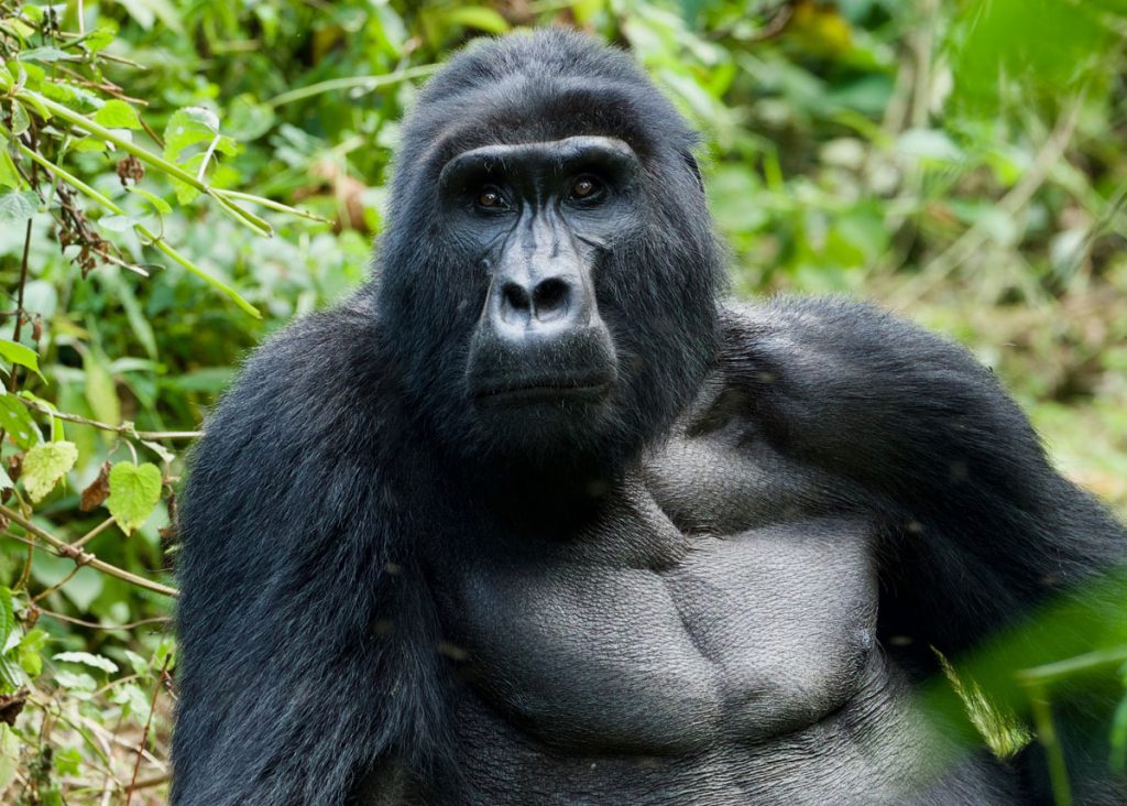 Rwanda Gorilla 