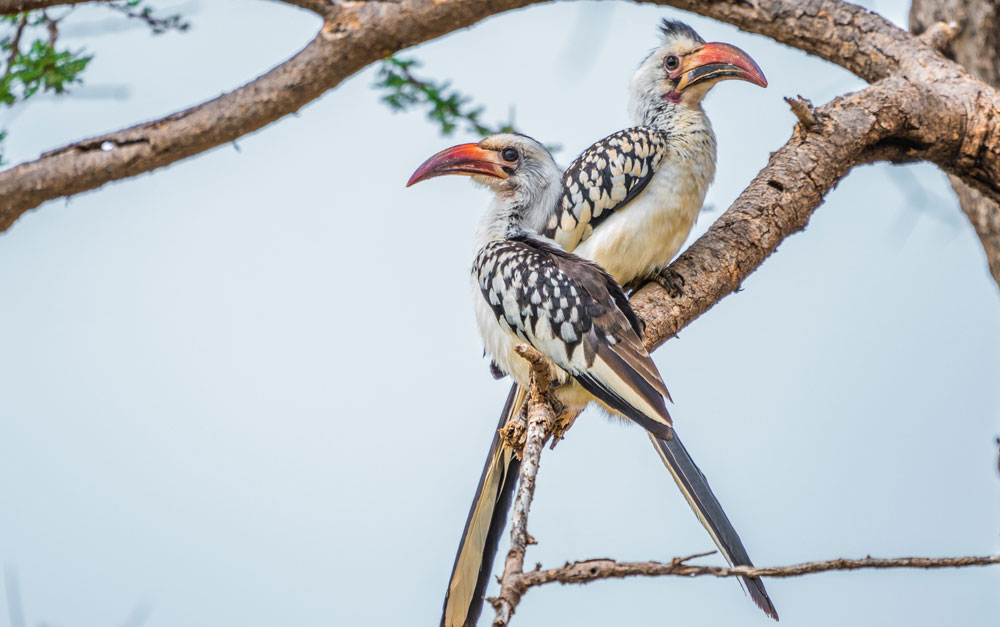 Birds Samburu Kenya