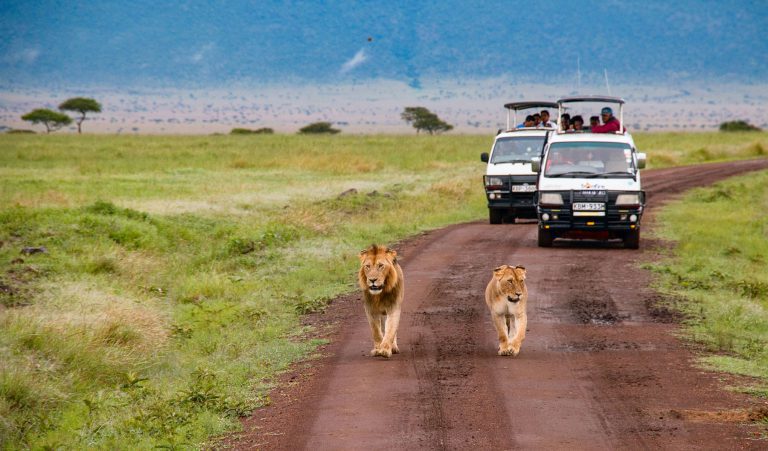 Best 5 African Countries to Go On Safari