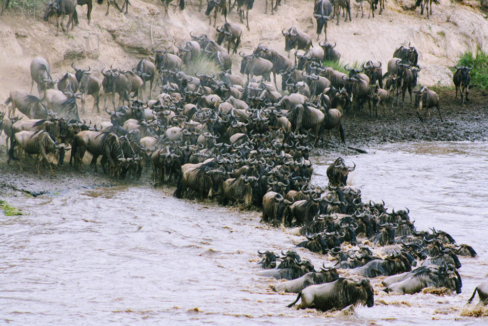 kenya wildebeest migration