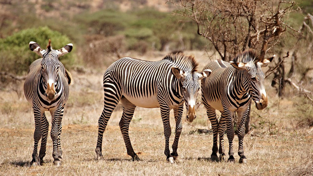 samburu national park Kenya