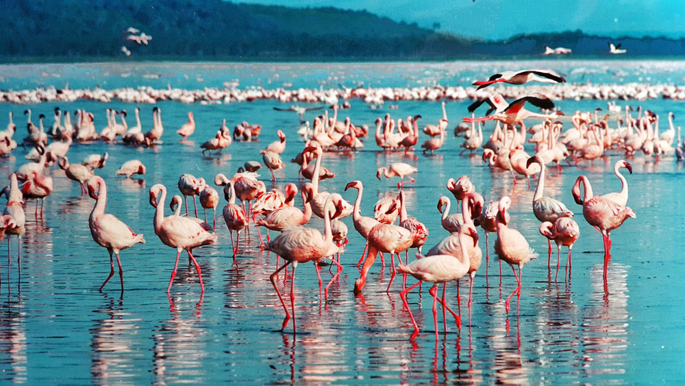 lake nakuru Kenya