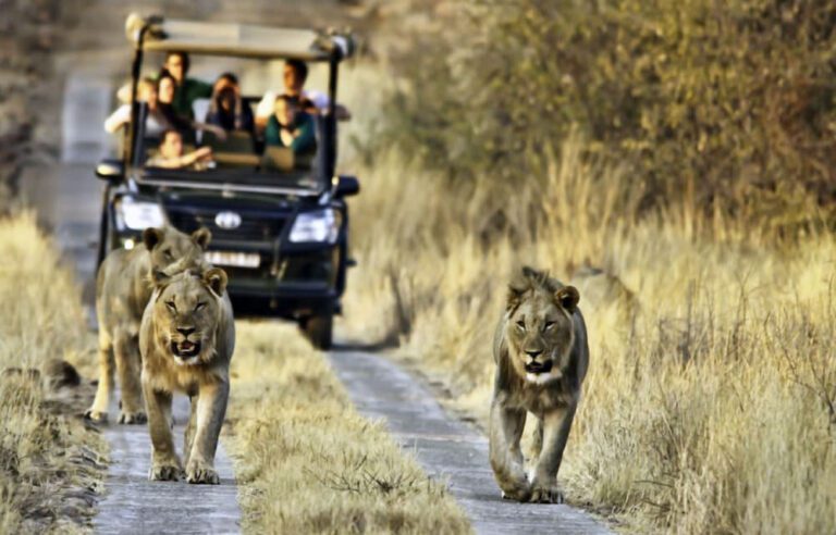 Kruger National Park: An African Safari Experience like No Other