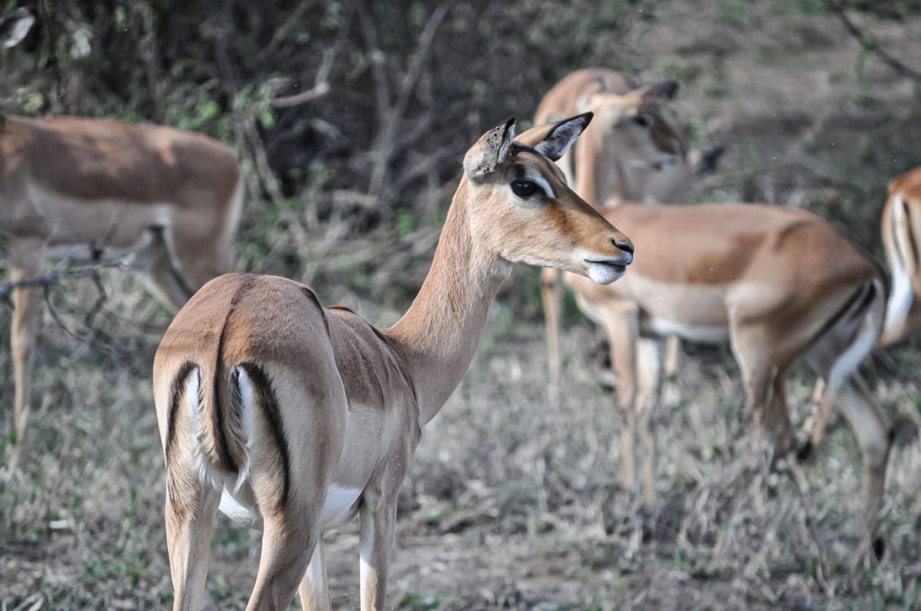 malawi antelope