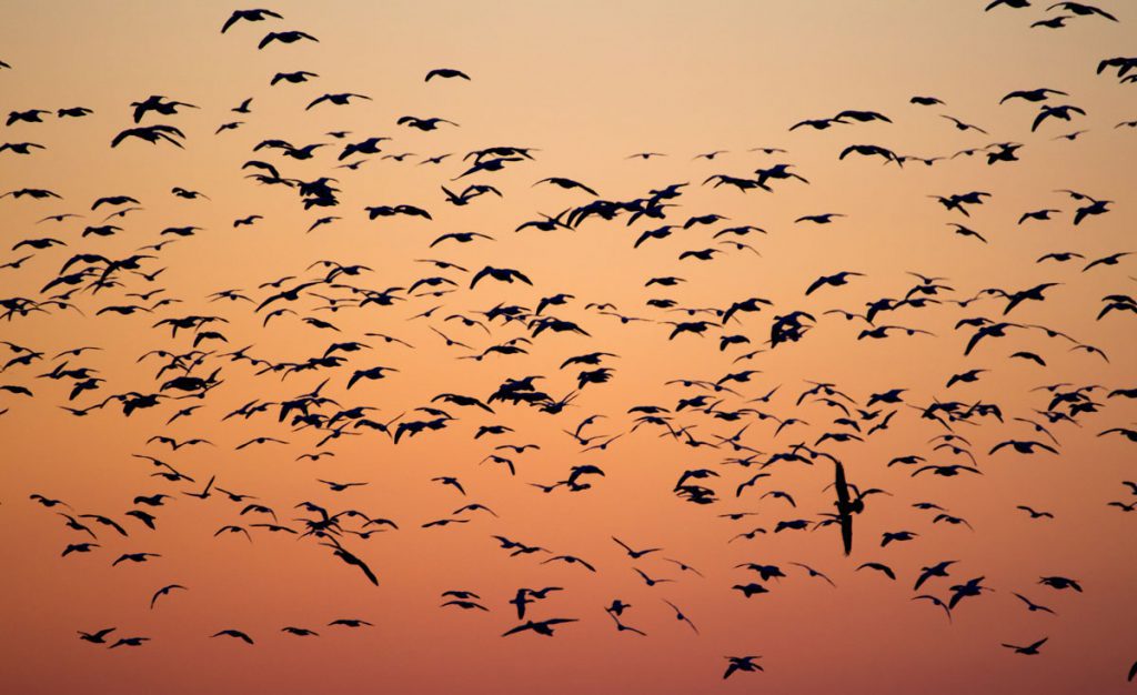 migratory-birds