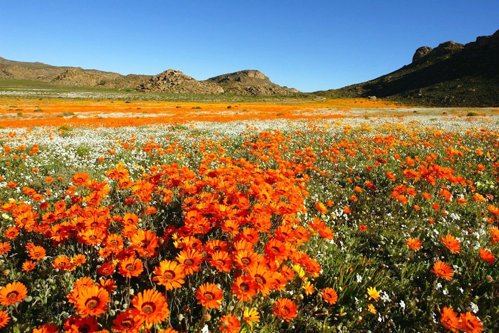 tours to see namaqualand flowers
