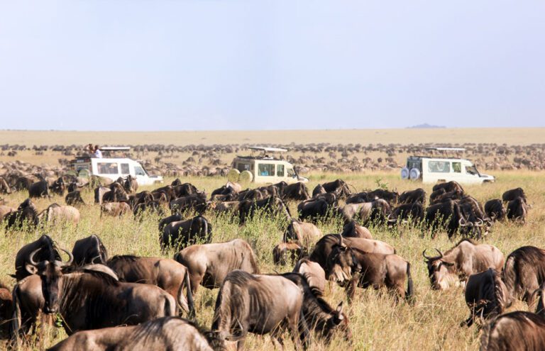 Serengeti Park: 10 Activities to Make Your Safari Unforgettable