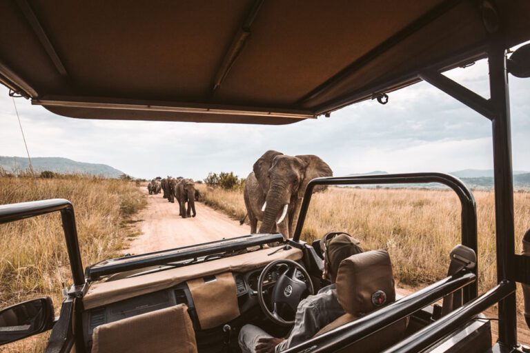 Discover the Wonders of a South African Safari: A Journey through the Wild