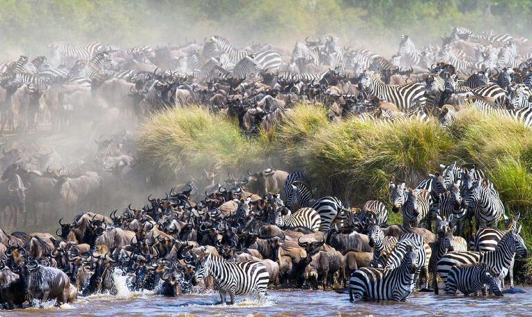 The Greatest Show on Earth: Witnessing the Wildebeest Migration in Masai Mara