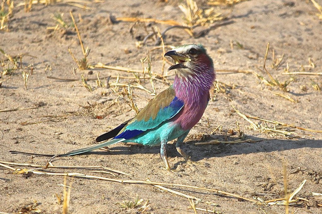 zimbabwe-birdwatching